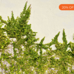 Suggest Product Thumbnail